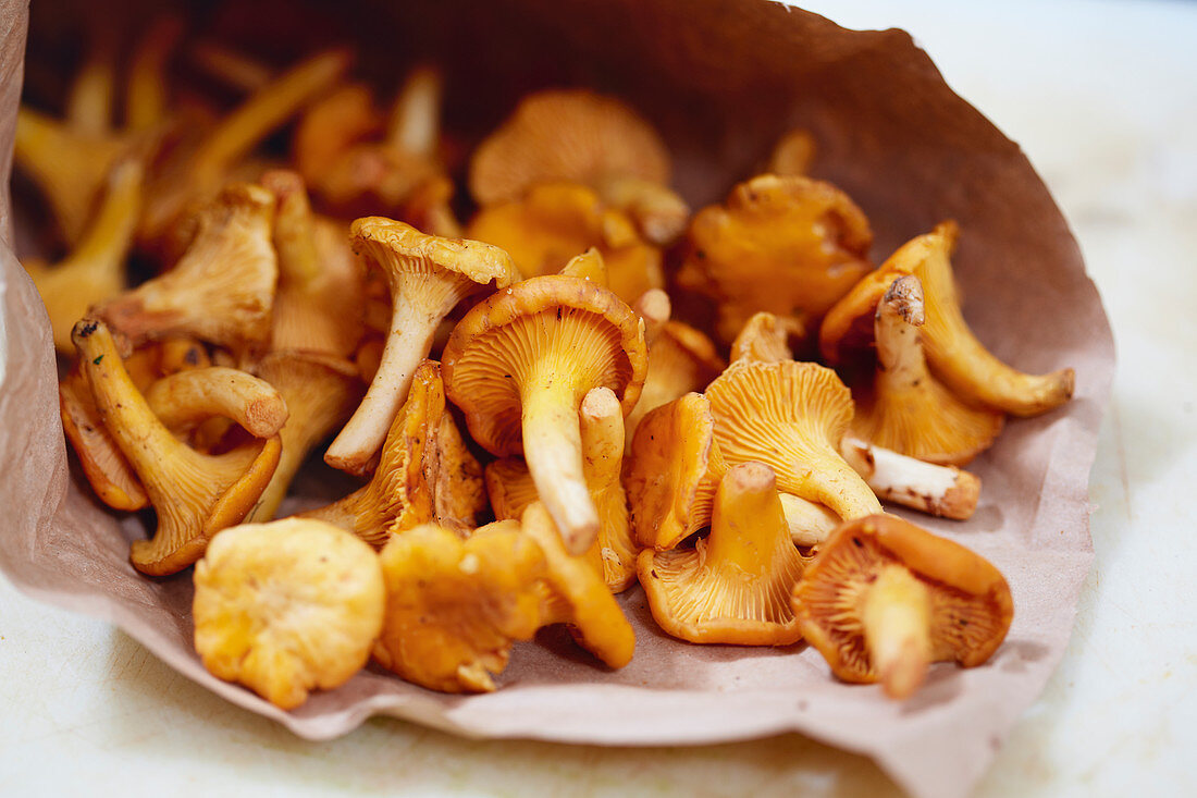 Fresh chanterelle mushrooms in a paper bag