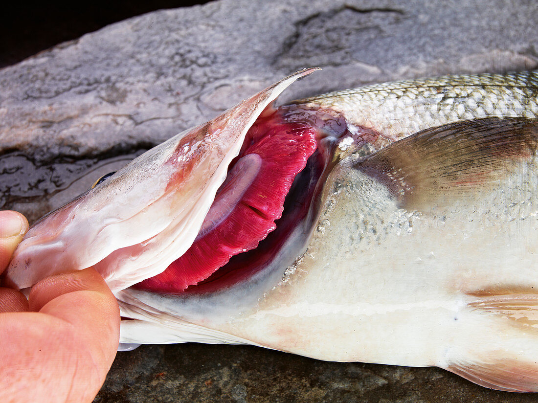 The gills of a fresh fish