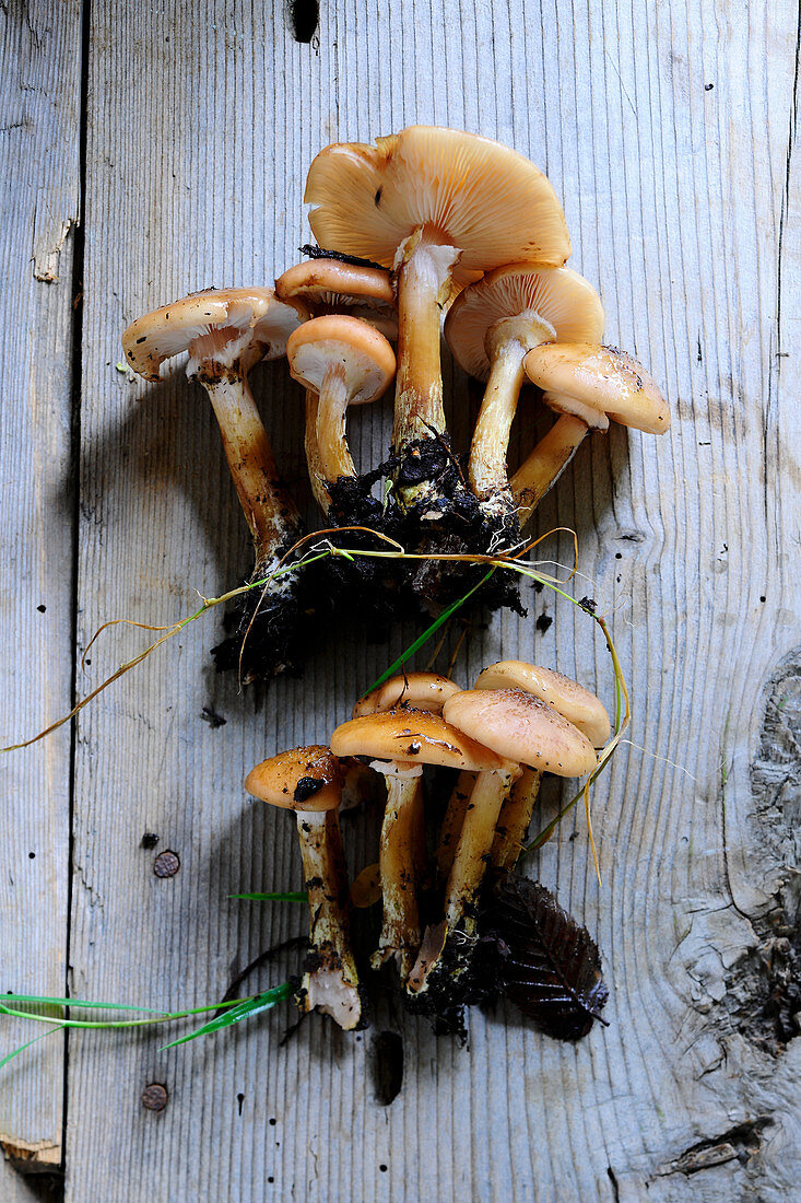 Fresh honey fungus with soil on a wooden surface (seen from above)