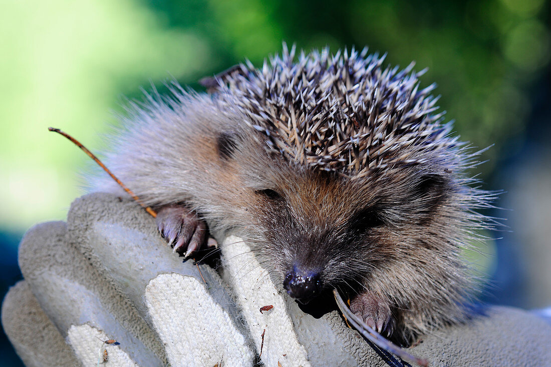 Hedgehog held in gloved hands