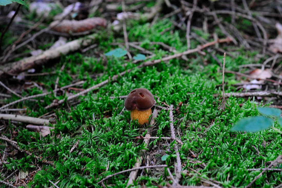 A fresh chestnut mushroom on a mossy forest floor