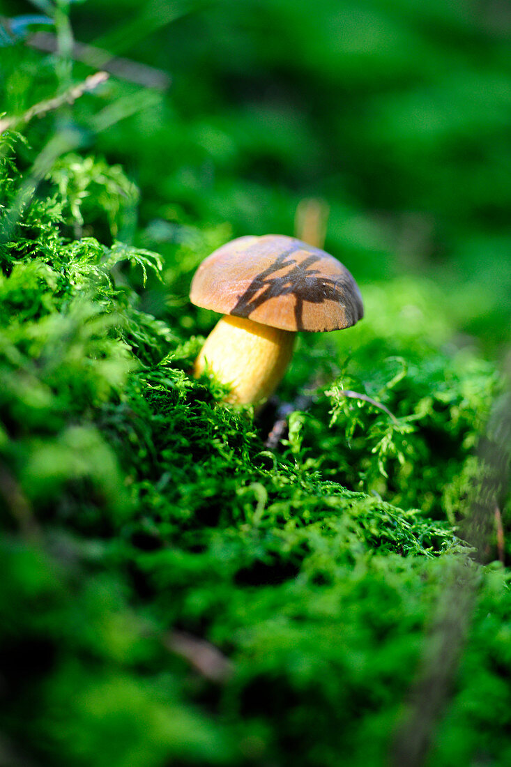 A chestnut mushroom in a forest
