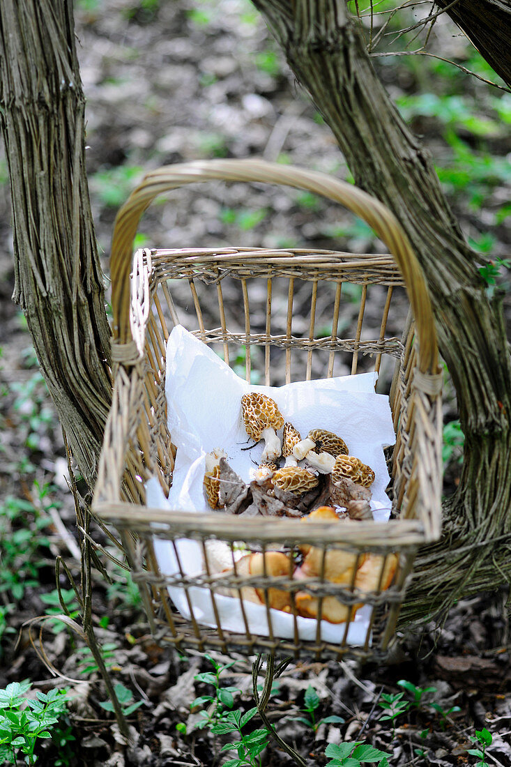 Freshly harvested morel mushrooms in a basket on a forest floor