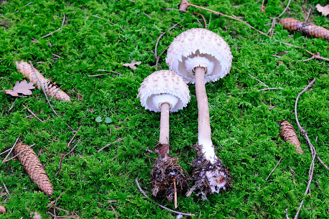 Two parasol mushrooms on a mossy forest floor