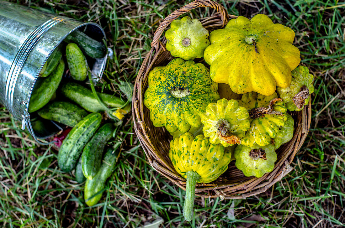 Freshly picked cucumbers and pattypans