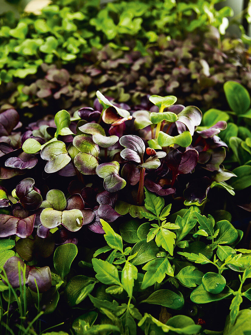 A bed of herbs