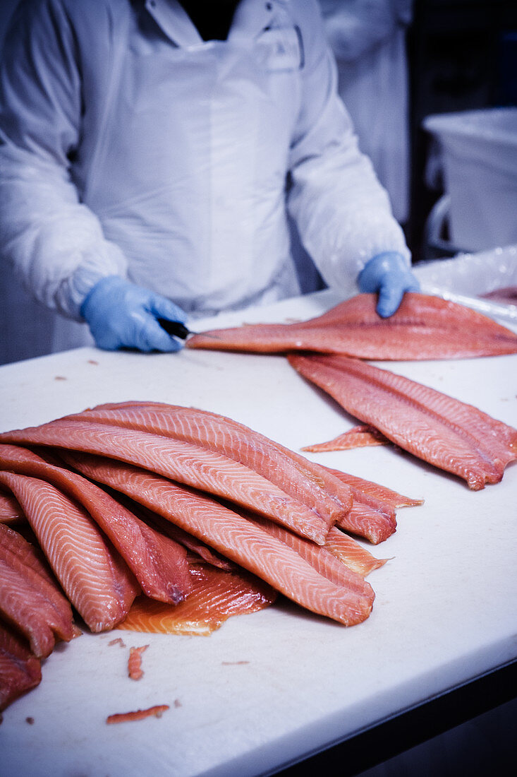 Salmon fillets being processed in a fish factory