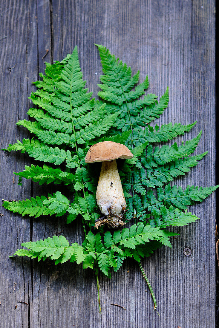 A penny bun mushroom on a fern leaf