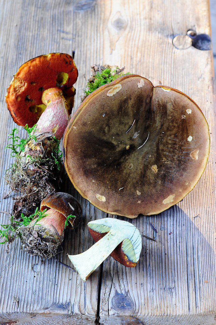 Dotted stem boletes