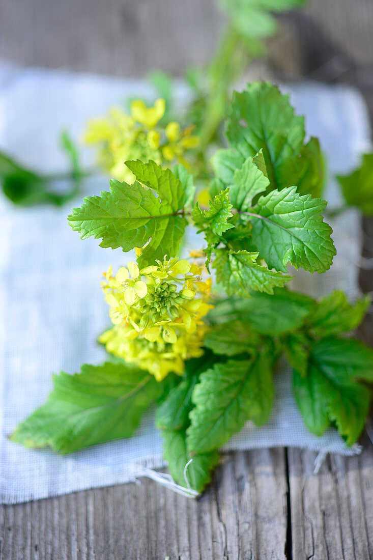 Fresh mustard plants with flowers