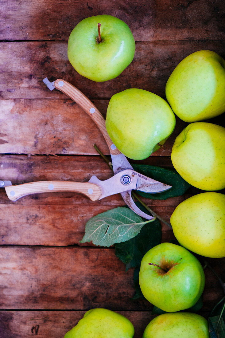 Fresh green apples on a wooden surface next to a pair of garden shears