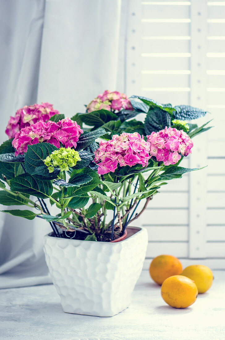 Blühende Hortensie im Topf, im Hintergrund Zitronen