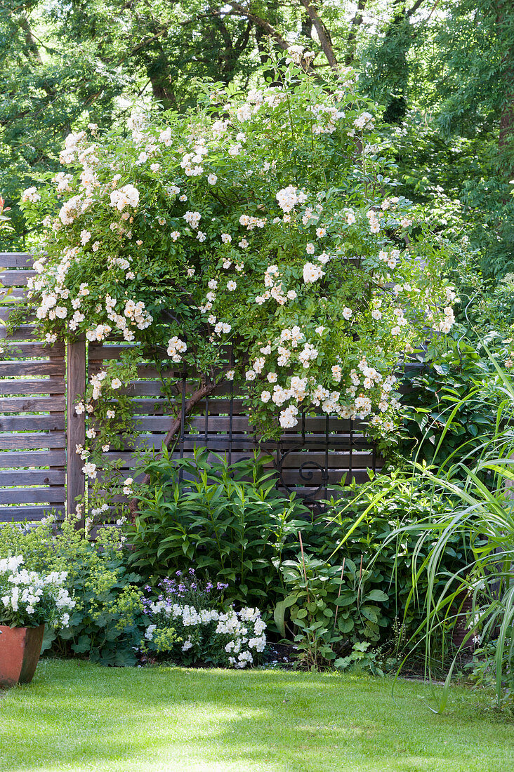 Climbing rose and flowerbed in idyllic summer garden