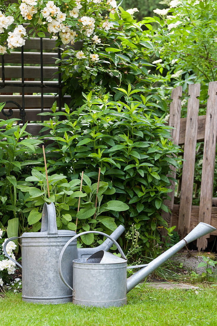 Two zinc watering can in idyllic summer garden with old wooden fence