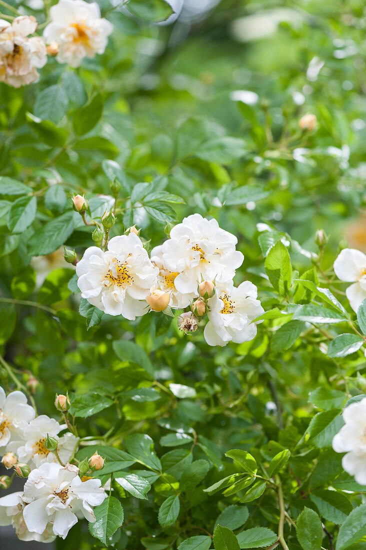 White roses