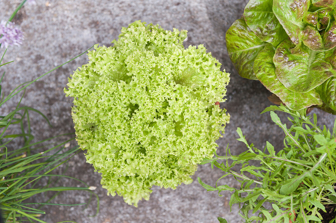 Various types of lettuce in pots