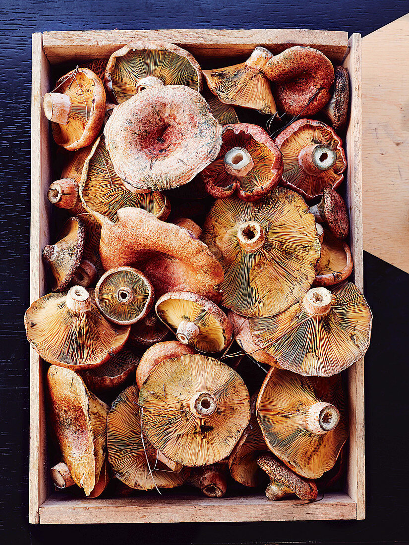 Pine mushrooms