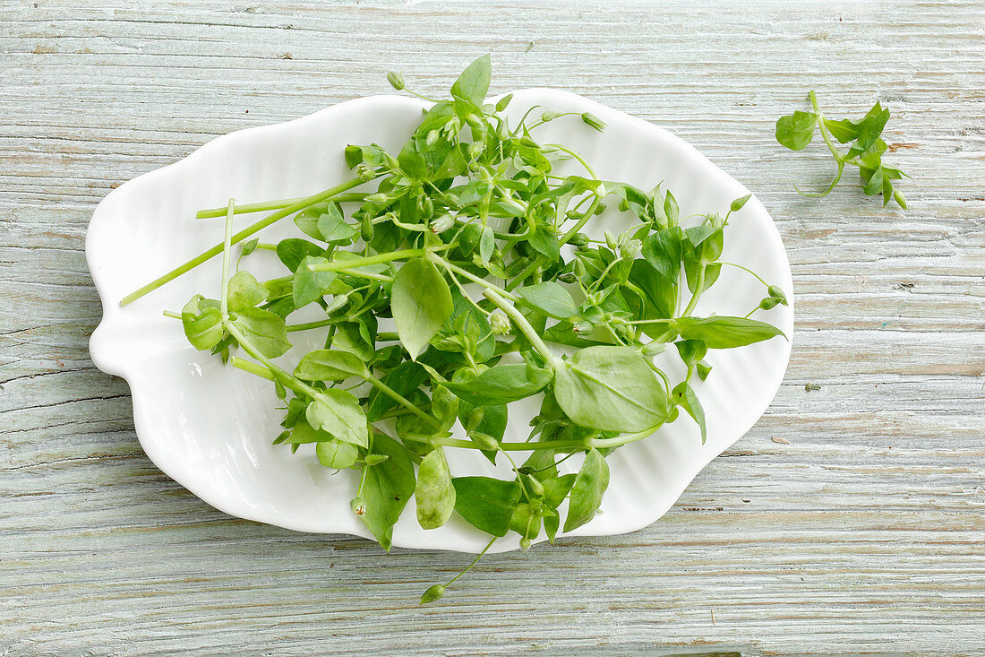 A plate of fresh chickweed