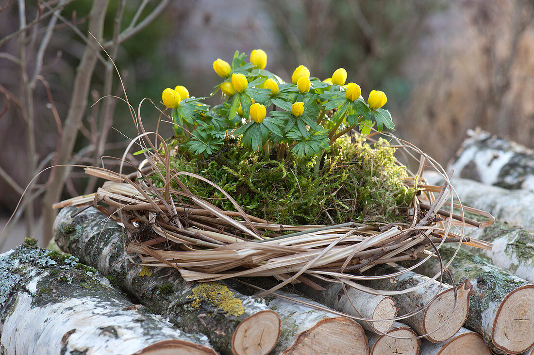 Winter aconite in the moss nest
