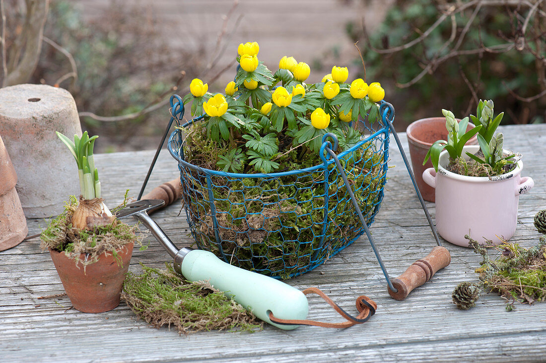 Wire basket with Winter aconite in moss