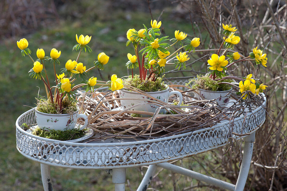 Winter aconite in cups on side table