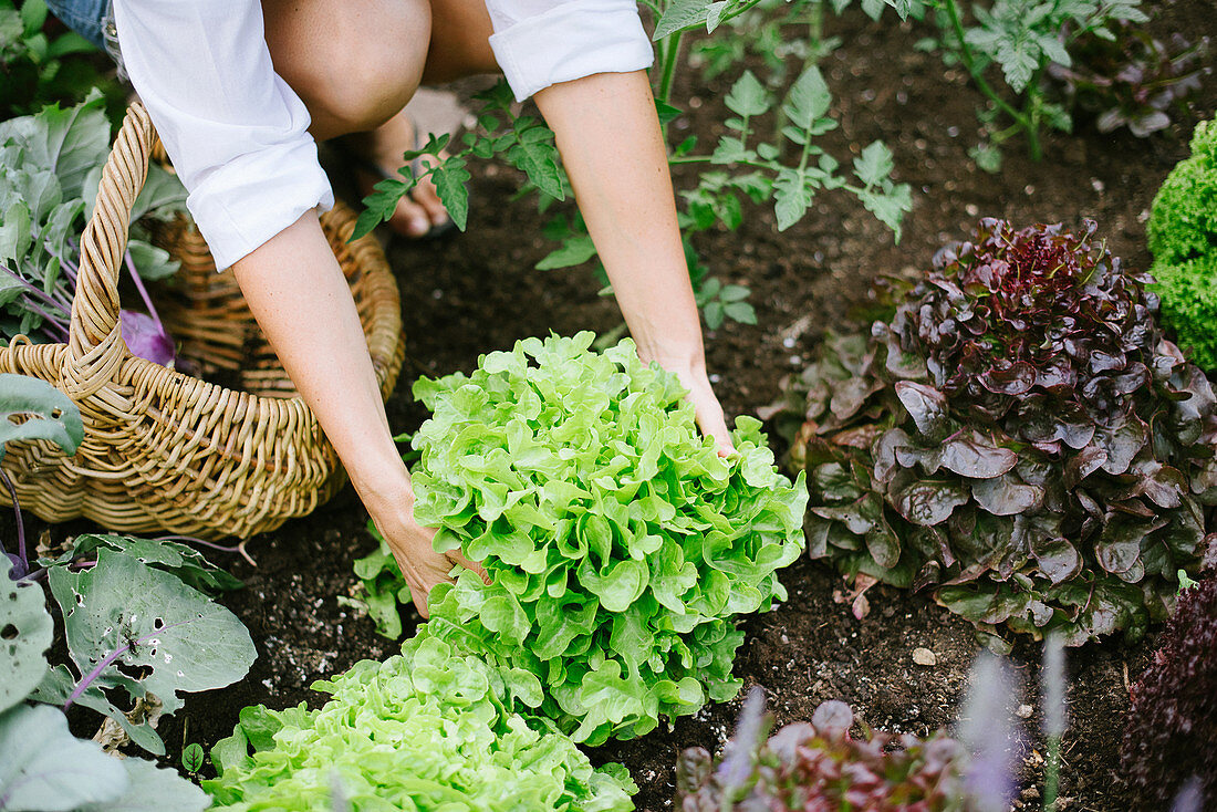 Frau erntet Salat im Garten