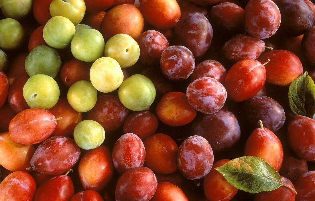 Still Life of Several Assorted Plums