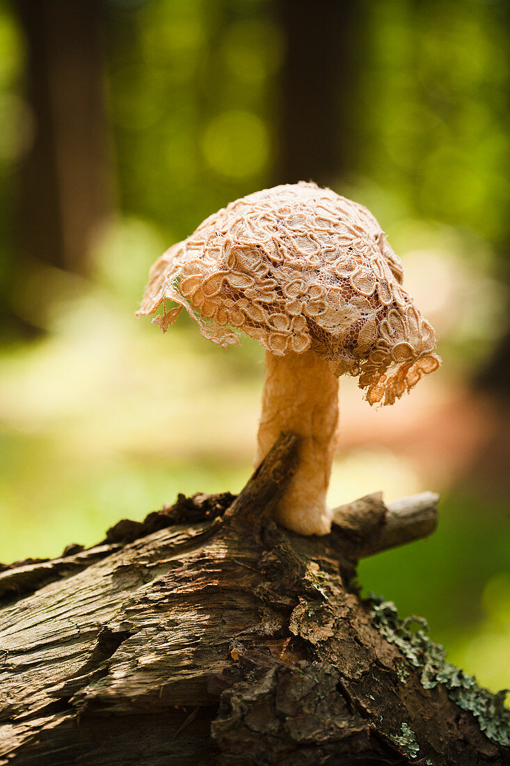 Fabric mushroom with lace cap on branch