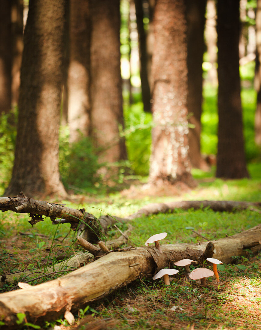 Gruppe gebastelter Pilze auf dem sonnigen Waldboden