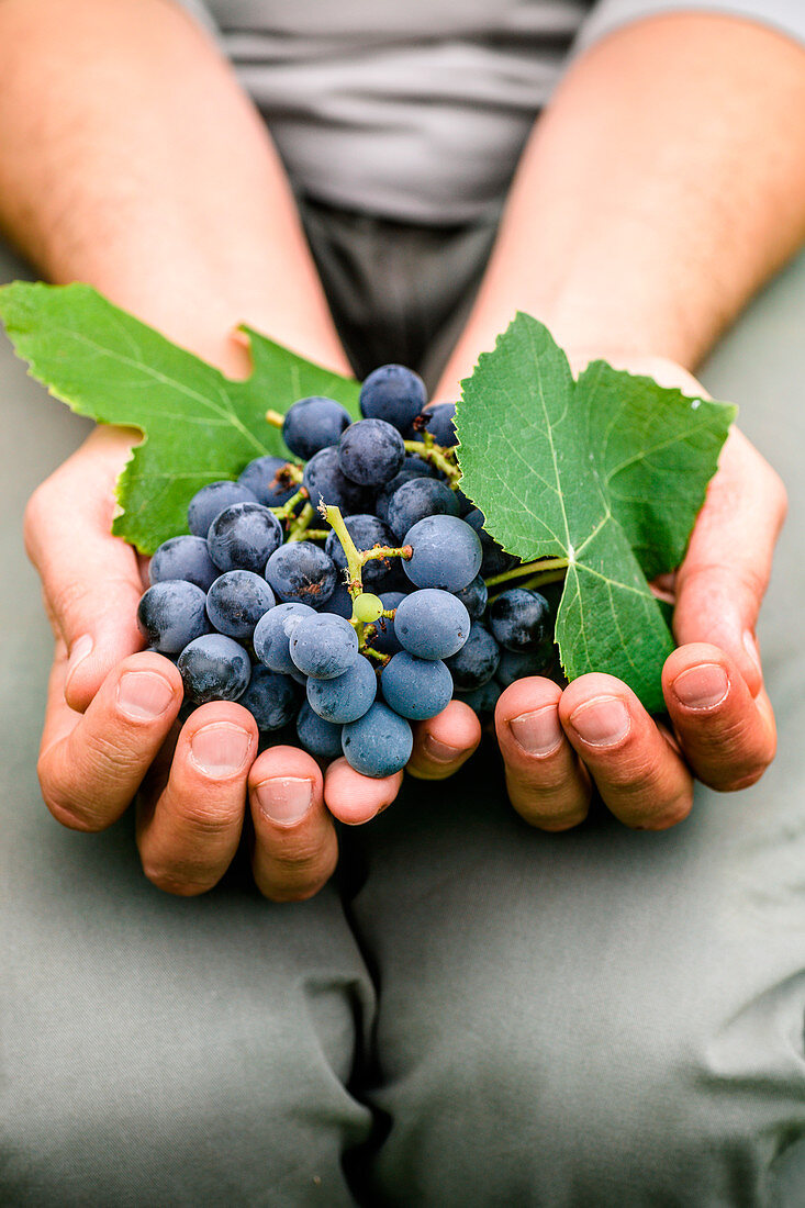 Hände halten blaue Weintrauben
