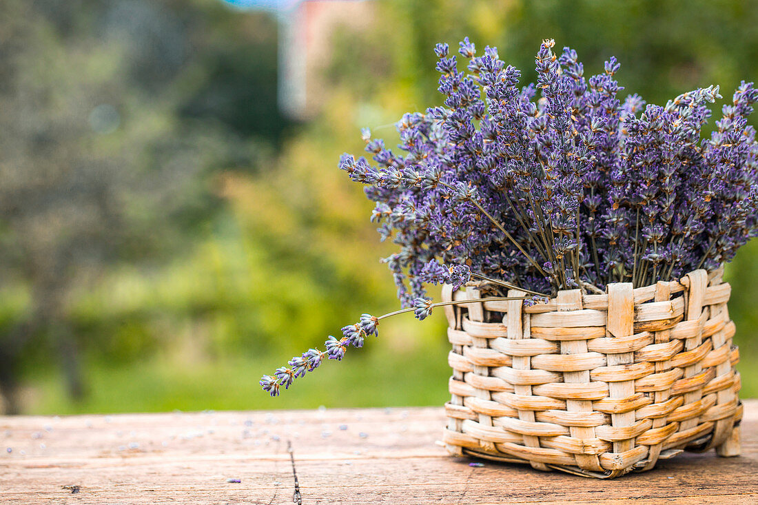 Flowering lavender in a basket outside on a wooden table