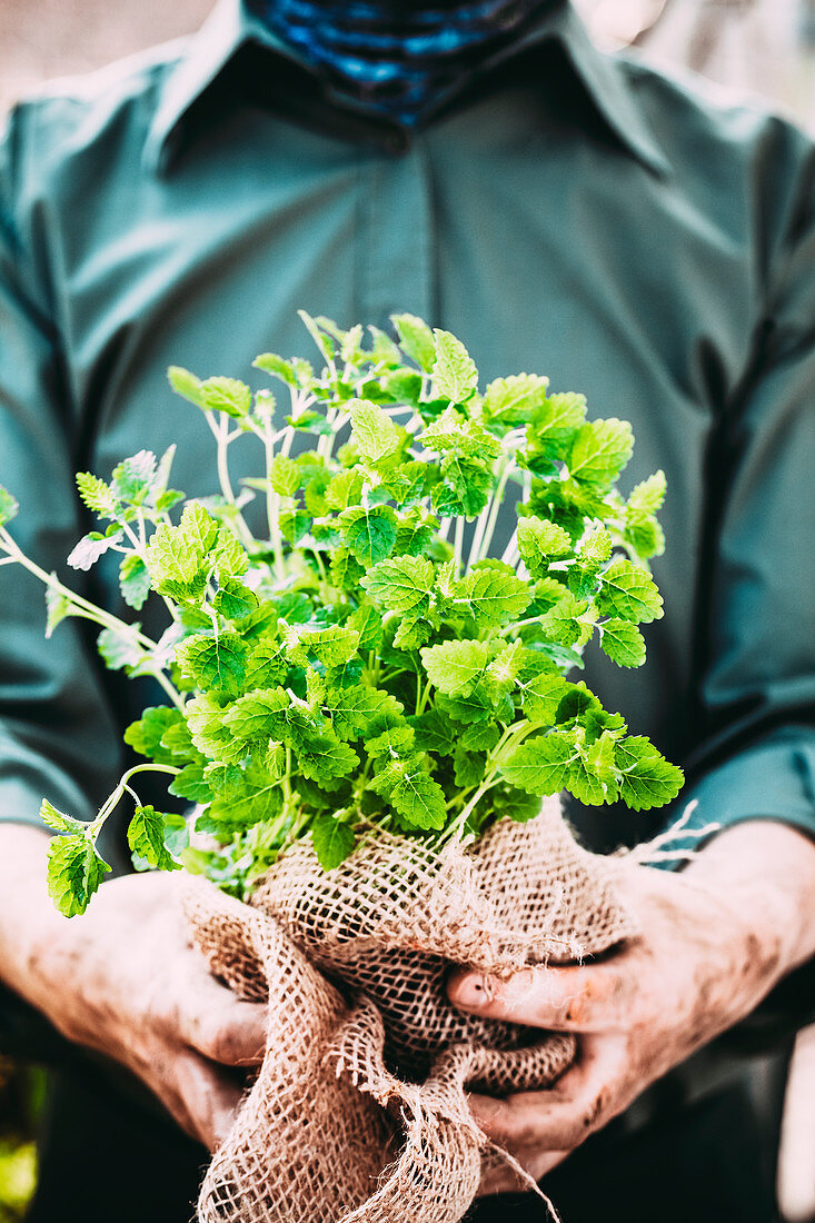 A person holding a bunch of fresh herbs wrapped in a sack