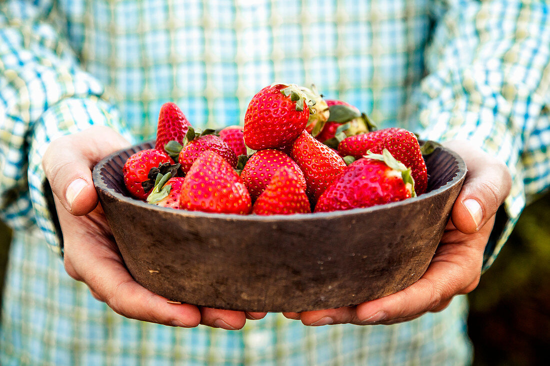 Hände halten Schale mit frischen Erdbeeren