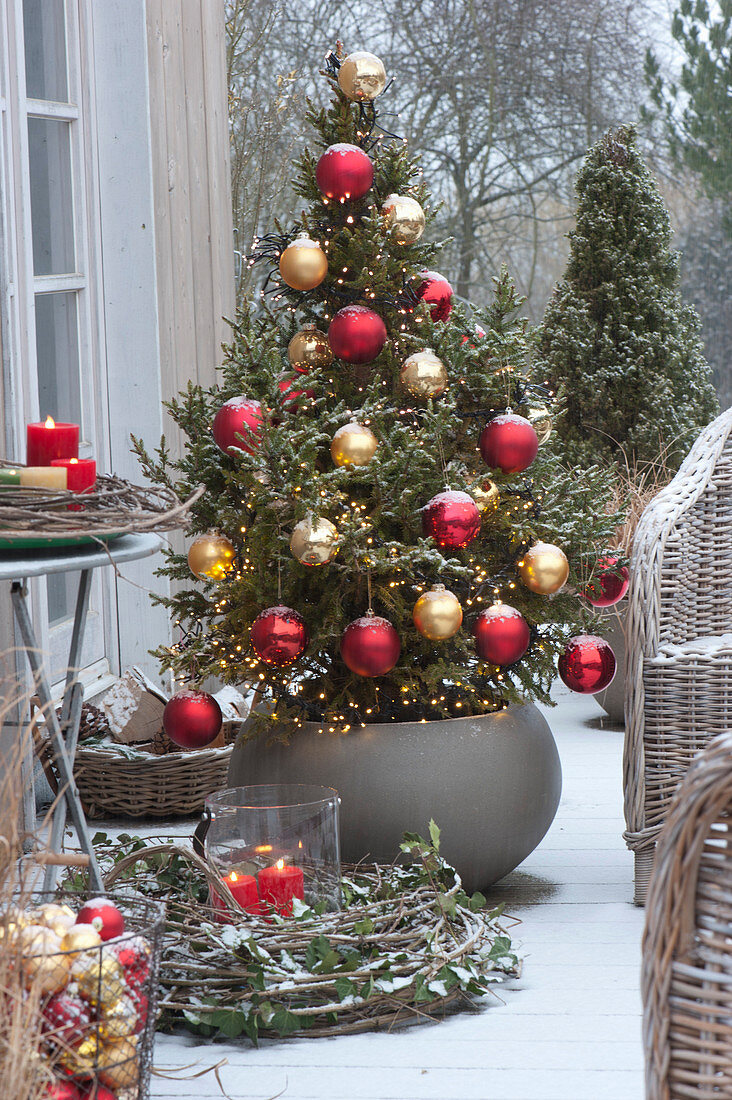 Fichte mit roten und goldenen Kugeln als lebender Weihnachtsbaum