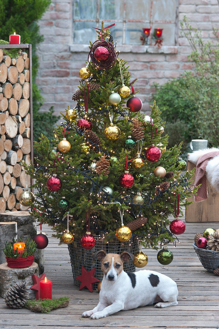 Christmas tree in the basket with birch stems