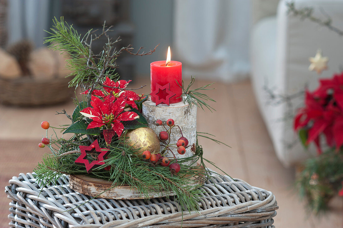 Advent arrangement with poinsettia and branches