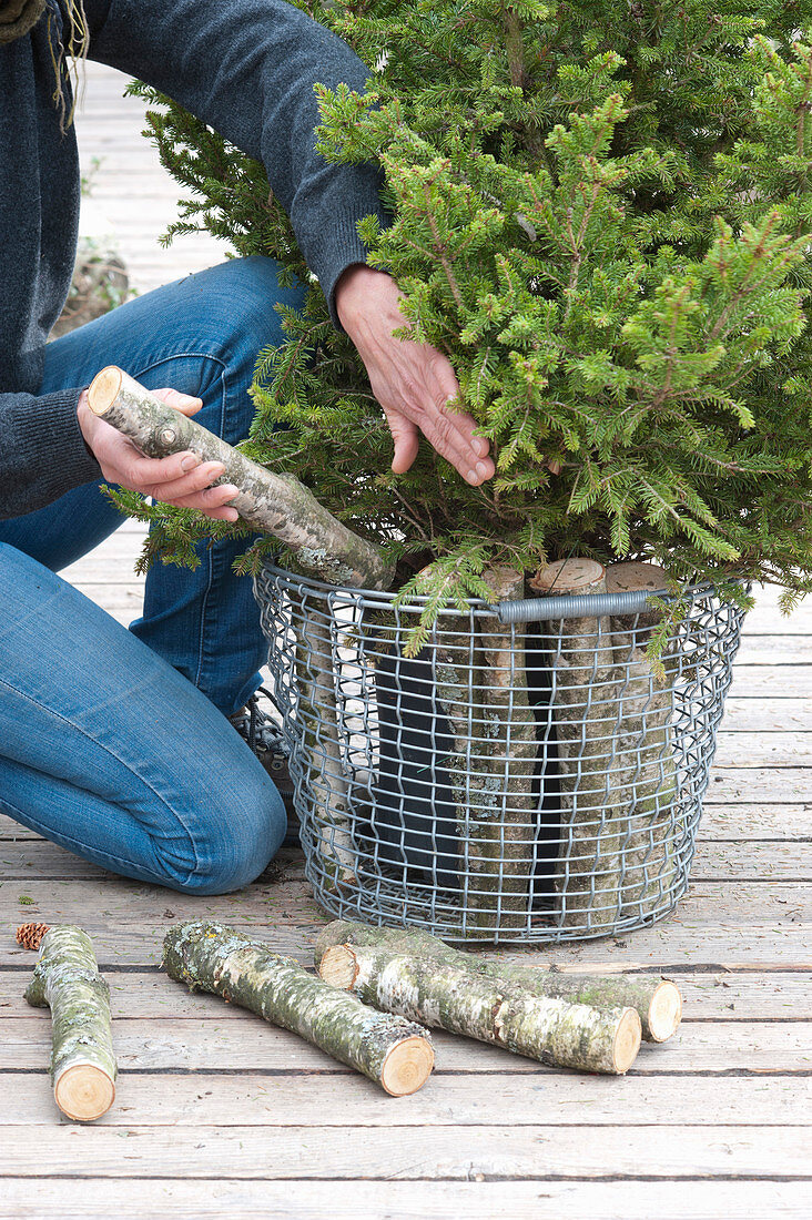 Christmas tree in the basket with birch stems