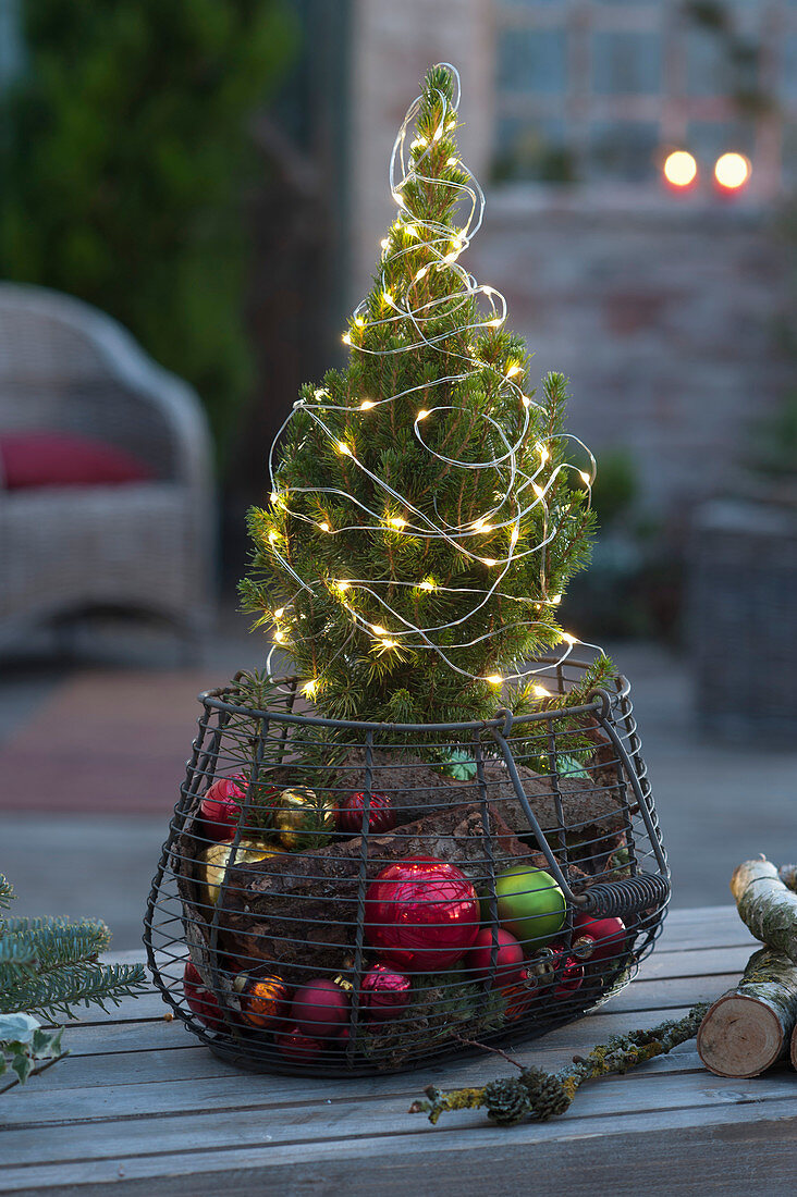 Sugarloaf spruce in basket with baubles and bark