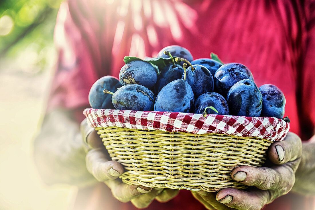 Farmer holding a basket full of fresh plums