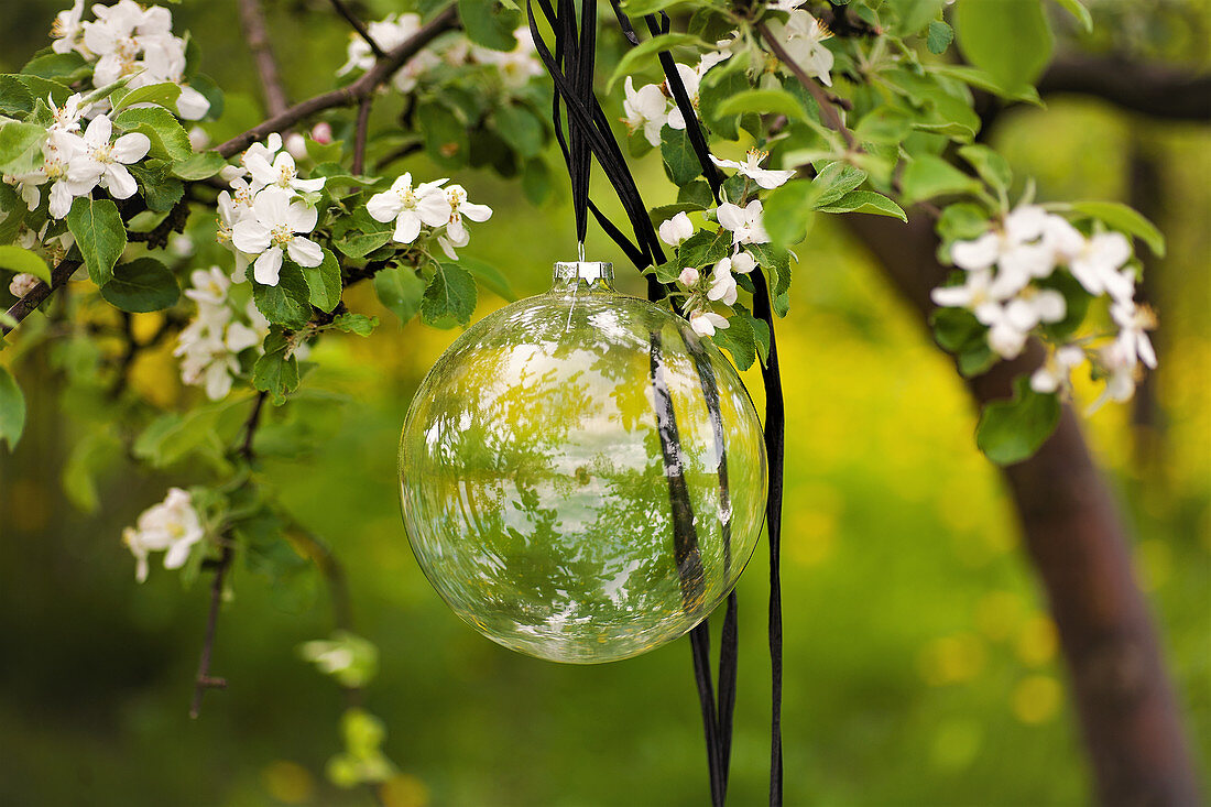 Glass sphere hung in flowering cherry tree