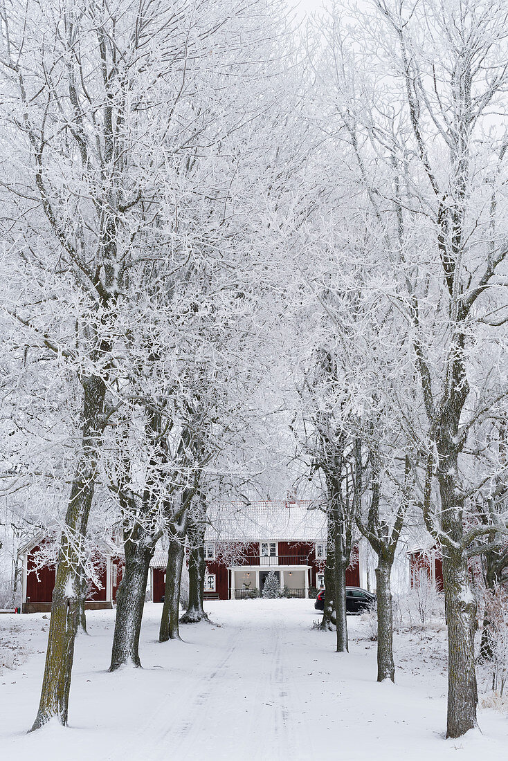 Avenue of snowy trees leading to red Swedish house