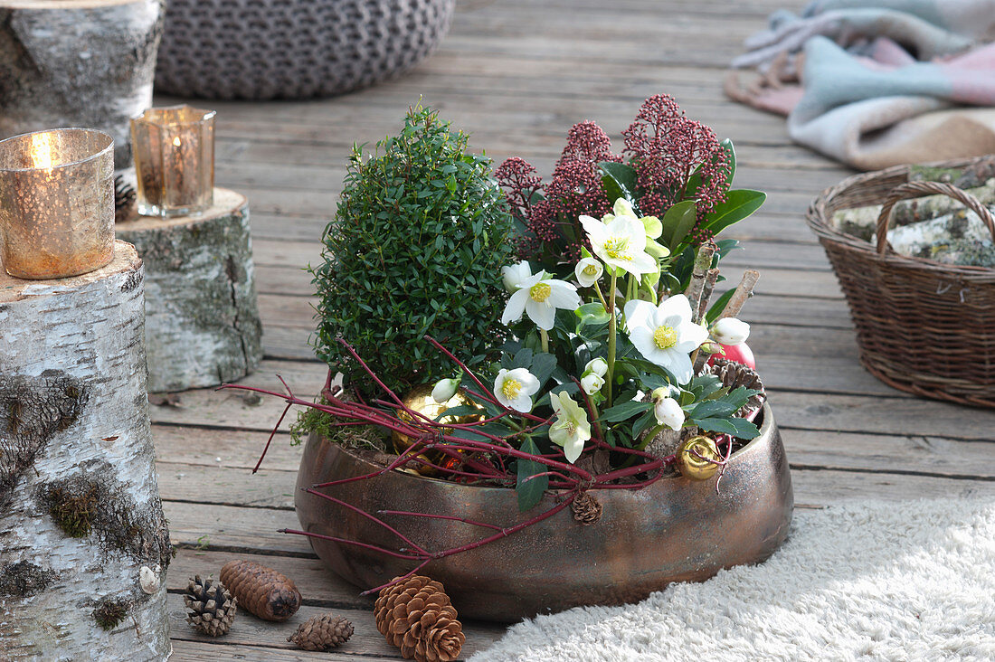 Planted Bowl Of Christmas Rose And Flower Cluster