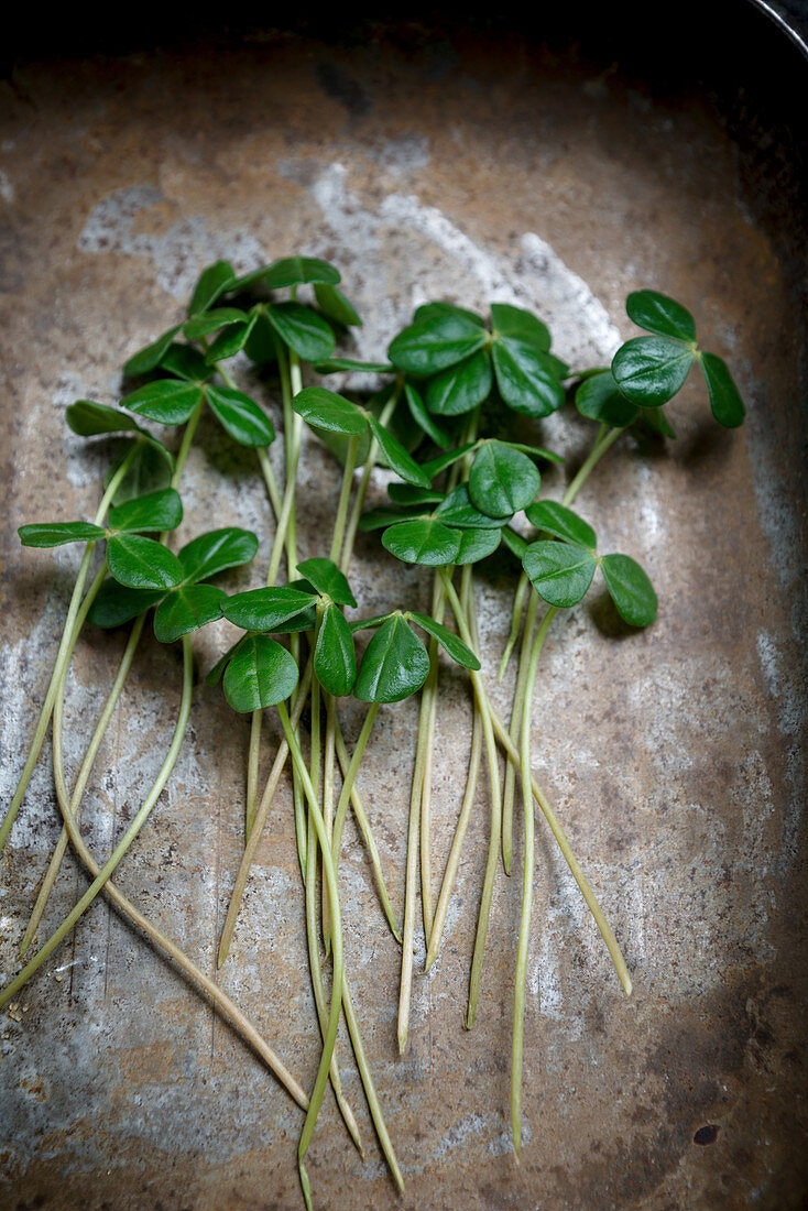 Clover-like, edible leaves with citrus notes