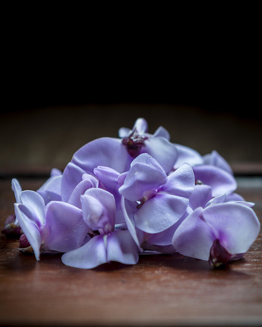 Bohnenblüte (Close Up)