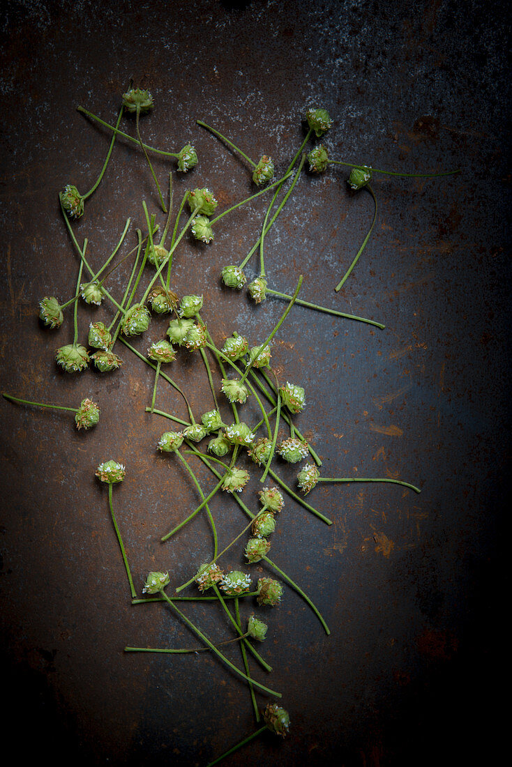 Blüten des aztekischen Süßkrautes (Lippia dulcis) auf Metallhintergrund