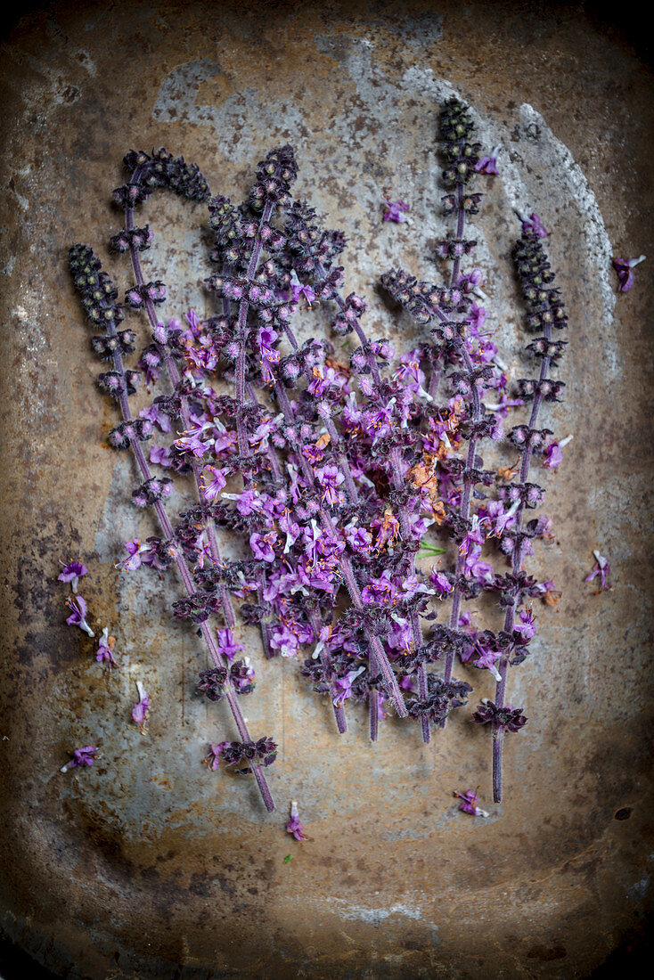 African basil lilac blossoms on a metal background