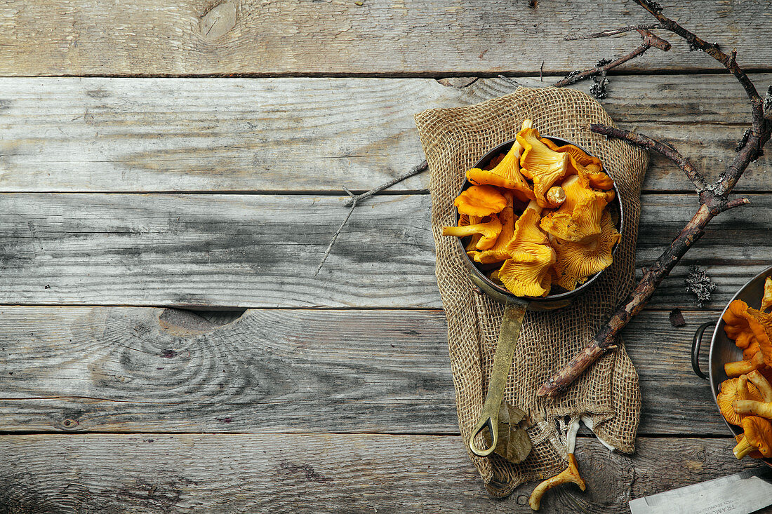 Chanterelle mushrooms picked in bowls and kept unwashed