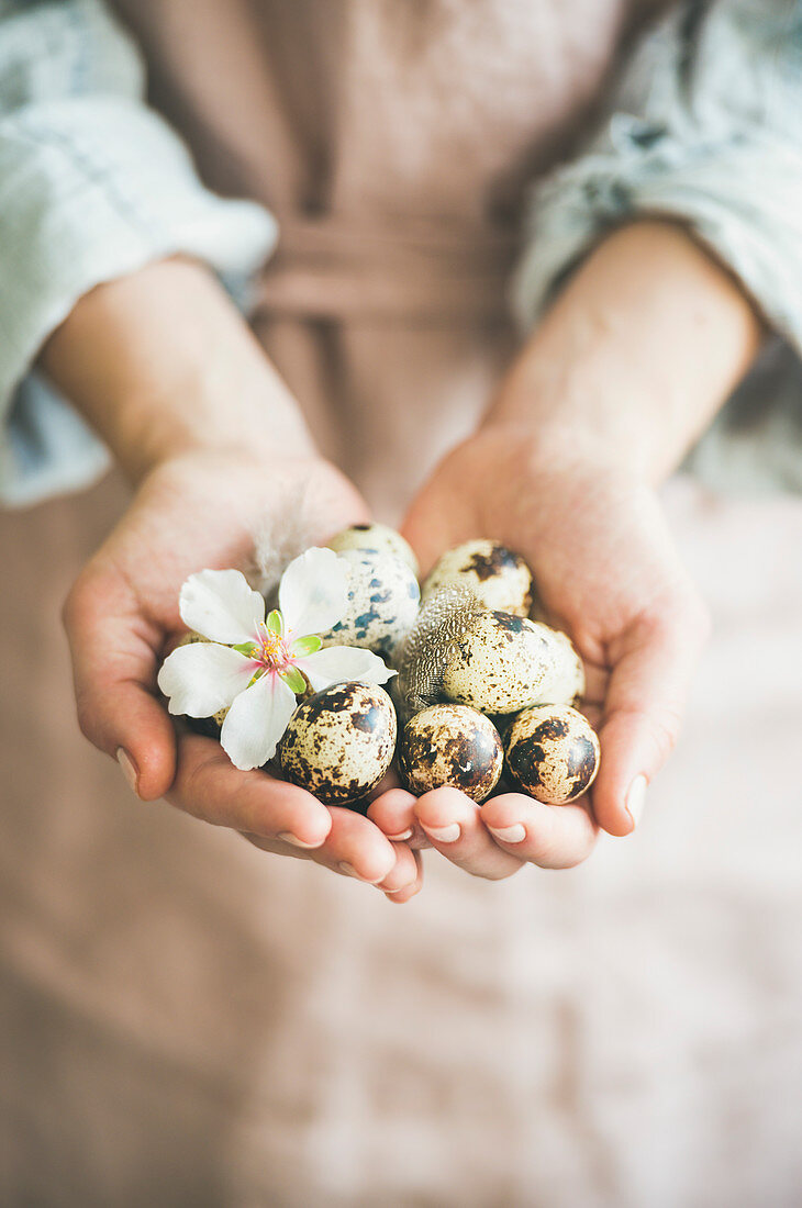 Natural colored quail eggs in feminine hands with tender Spring almond blossom flower and feather