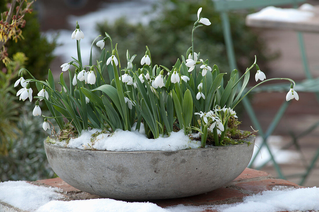 Snowdrop With Snow In A Gray Shell