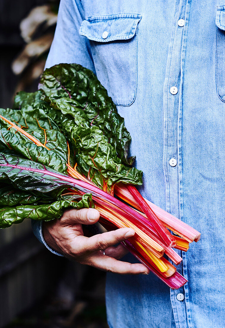 Person holding freshly picked bunch of rainbow chard
